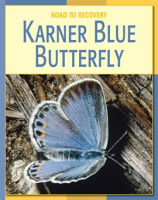 Karner_Blue_Butterfly