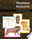 Mammal_anatomy