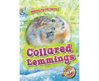 Collared_Lemmings