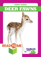 Deer_Fawns