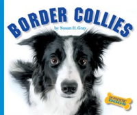 Border_Collies