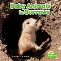 Baby_Animals_in_Burrows