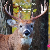 White-Tailed_Deer